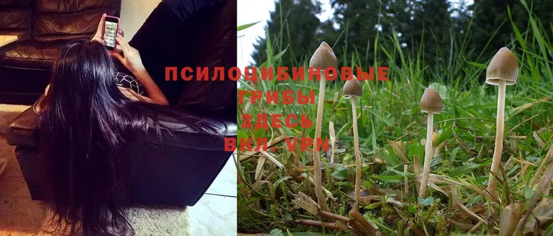 Псилоцибиновые грибы Magic Shrooms Бологое